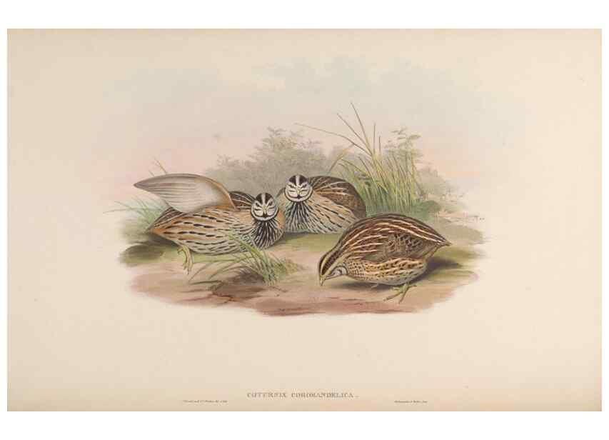 Reproducción/Reproduction 48630412568: Birds of Asia / by John Gould.. London :Printed by Taylor and Francis, pub. by the author,1850-1883.. 