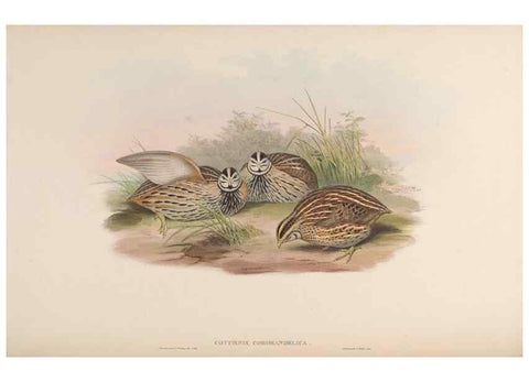 Reproducción/Reproduction 48630412568: Birds of Asia / by John Gould.. London :Printed by Taylor and Francis, pub. by the author,1850-1883.. 