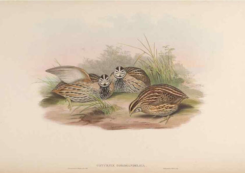 Reproducción/Reproduction 48630412568: Birds of Asia / by John Gould.. London :Printed by Taylor and Francis, pub. by the author,1850-1883.. 