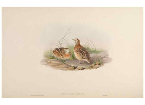 Reproducción/Reproduction 48630767001: Birds of Asia / by John Gould.. London :Printed by Taylor and Francis, pub. by the author,1850-1883.. 