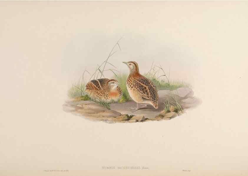 Reproducción/Reproduction 48630767001: Birds of Asia / by John Gould.. London :Printed by Taylor and Francis, pub. by the author,1850-1883.. 