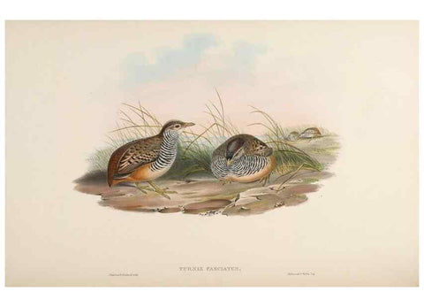 Reproducción/Reproduction 48630767541: Birds of Asia / by John Gould.. London :Printed by Taylor and Francis, pub. by the author,1850-1883.. 