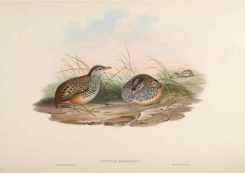 Reproducción/Reproduction 48630767541: Birds of Asia / by John Gould.. London :Printed by Taylor and Francis, pub. by the author,1850-1883.. 