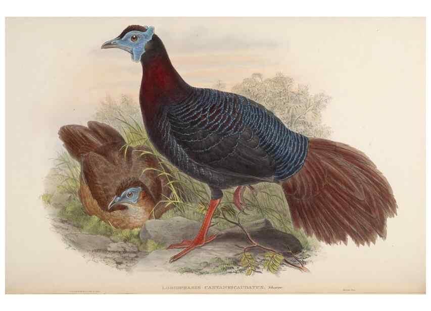 Reproducción/Reproduction 48630414158: Birds of Asia / by John Gould.. London :Printed by Taylor and Francis, pub. by the author,1850-1883.. 