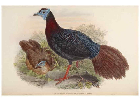 Reproducción/Reproduction 48630414158: Birds of Asia / by John Gould.. London :Printed by Taylor and Francis, pub. by the author,1850-1883.. 