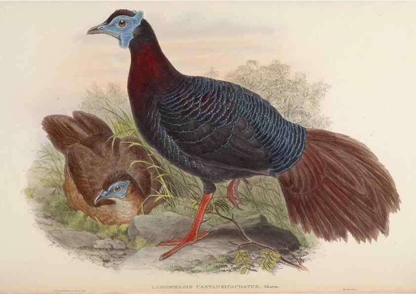 Reproducción/Reproduction 48630414158: Birds of Asia / by John Gould.. London :Printed by Taylor and Francis, pub. by the author,1850-1883.. 