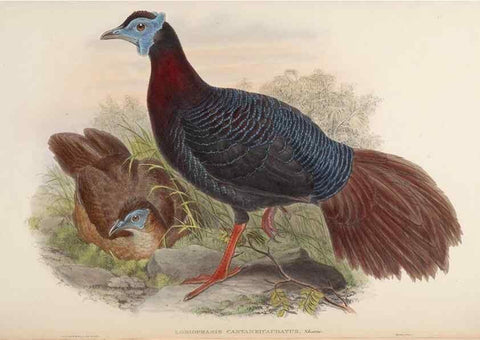 Reproducción/Reproduction 48630414158: Birds of Asia / by John Gould.. London :Printed by Taylor and Francis, pub. by the author,1850-1883.. 