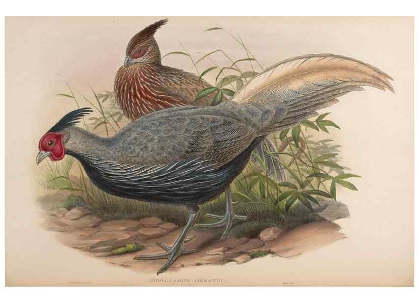 Reproducción/Reproduction 48630919227: Birds of Asia / by John Gould.. London :Printed by Taylor and Francis, pub. by the author,1850-1883.. 