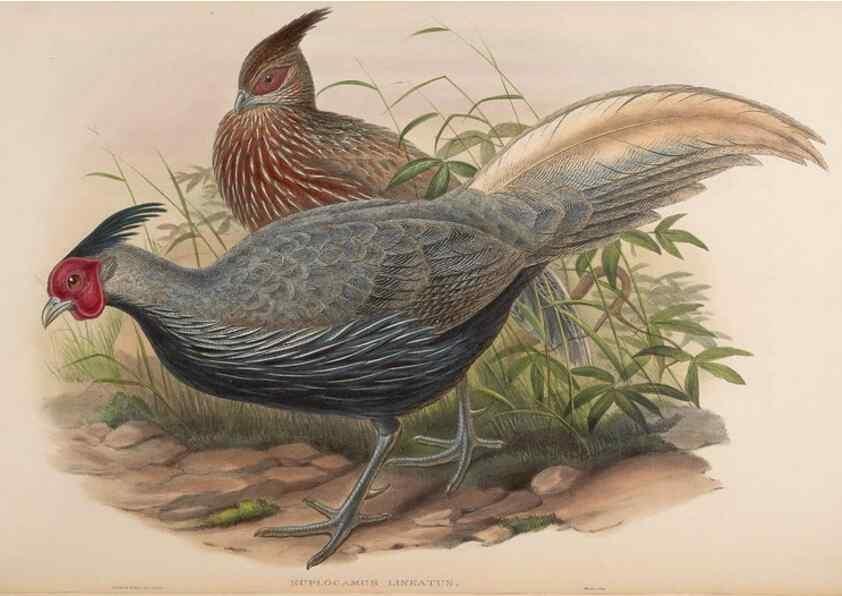 Reproducción/Reproduction 48630919227: Birds of Asia / by John Gould.. London :Printed by Taylor and Francis, pub. by the author,1850-1883.. 