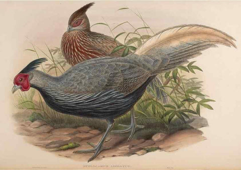 Reproducción/Reproduction 48630919227: Birds of Asia / by John Gould.. London :Printed by Taylor and Francis, pub. by the author,1850-1883.. 