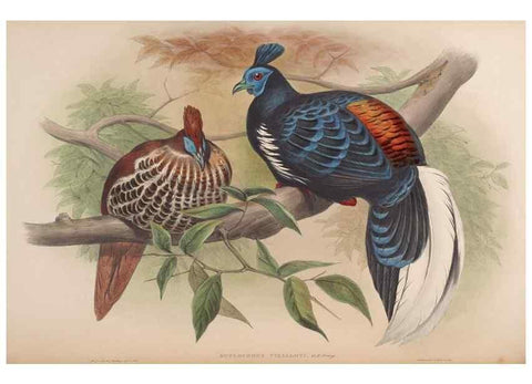 Reproducción/Reproduction 48630769946: Birds of Asia / by John Gould.. London :Printed by Taylor and Francis, pub. by the author,1850-1883.. 