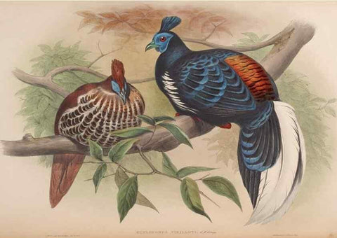 Reproducción/Reproduction 48630769946: Birds of Asia / by John Gould.. London :Printed by Taylor and Francis, pub. by the author,1850-1883.. 