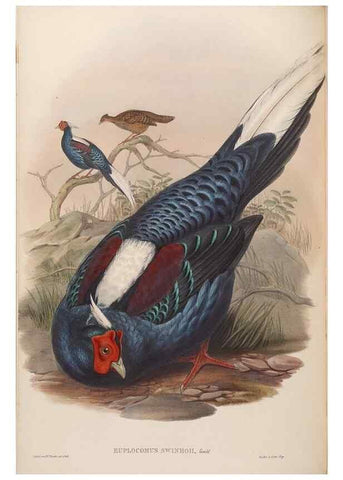 Reproducción/Reproduction 48630770281: Birds of Asia / by John Gould.. London :Printed by Taylor and Francis, pub. by the author,1850-1883.. 