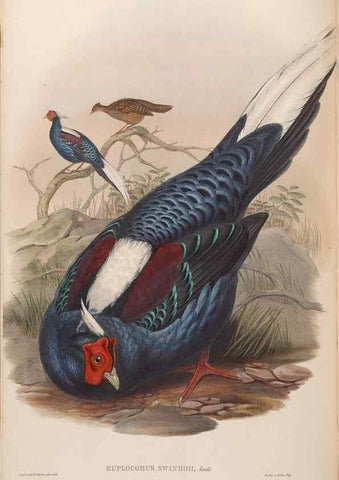 Reproducción/Reproduction 48630770281: Birds of Asia / by John Gould.. London :Printed by Taylor and Francis, pub. by the author,1850-1883.. 