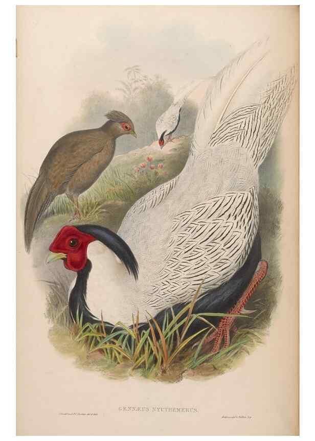 Reproducción/Reproduction 48630920647: Birds of Asia / by John Gould.. London :Printed by Taylor and Francis, pub. by the author,1850-1883.. 