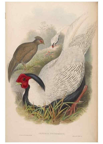 Reproducción/Reproduction 48630920647: Birds of Asia / by John Gould.. London :Printed by Taylor and Francis, pub. by the author,1850-1883.. 
