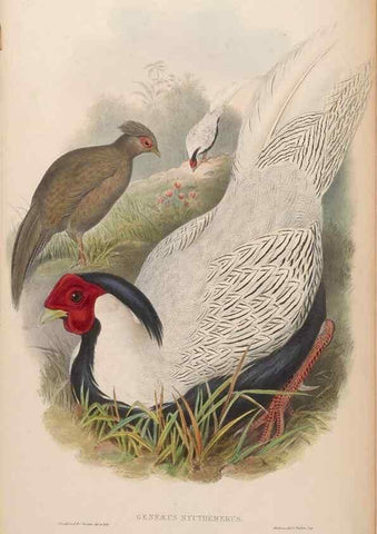 Reproducción/Reproduction 48630920647: Birds of Asia / by John Gould.. London :Printed by Taylor and Francis, pub. by the author,1850-1883.. 
