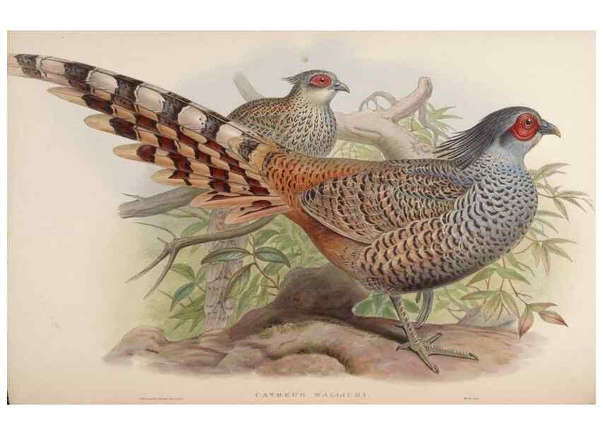 Reproducción/Reproduction 48630417188: Birds of Asia / by John Gould.. London :Printed by Taylor and Francis, pub. by the author,1850-1883.. 