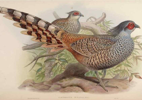 Reproducción/Reproduction 48630417188: Birds of Asia / by John Gould.. London :Printed by Taylor and Francis, pub. by the author,1850-1883.. 