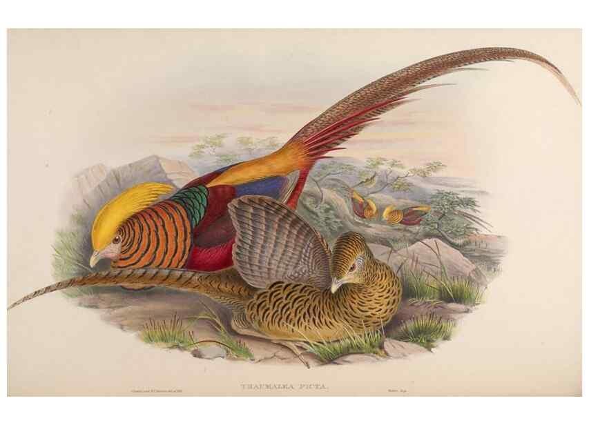 Reproducción/Reproduction 48630417768: Birds of Asia / by John Gould.. London :Printed by Taylor and Francis, pub. by the author,1850-1883.. 