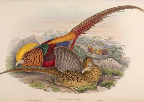 Reproducción/Reproduction 48630417768: Birds of Asia / by John Gould.. London :Printed by Taylor and Francis, pub. by the author,1850-1883.. 