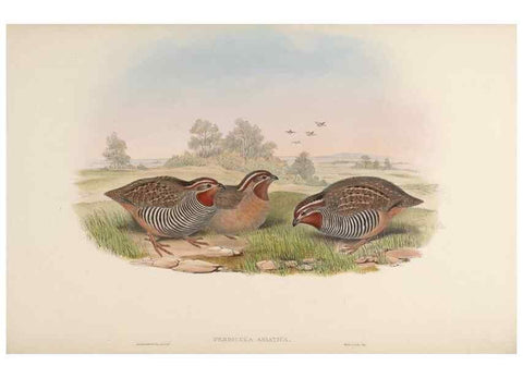 Reproducción/Reproduction 48630410148: Birds of Asia / by John Gould.. London :Printed by Taylor and Francis, pub. by the author,1850-1883.. 