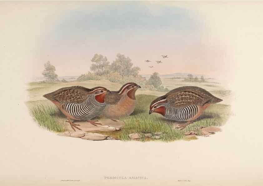 Reproducción/Reproduction 48630410148: Birds of Asia / by John Gould.. London :Printed by Taylor and Francis, pub. by the author,1850-1883.. 