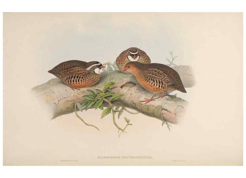Reproducción/Reproduction 48630763526: Birds of Asia / by John Gould.. London :Printed by Taylor and Francis, pub. by the author,1850-1883.. 
