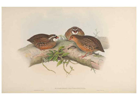 Reproducción/Reproduction 48630763526: Birds of Asia / by John Gould.. London :Printed by Taylor and Francis, pub. by the author,1850-1883.. 