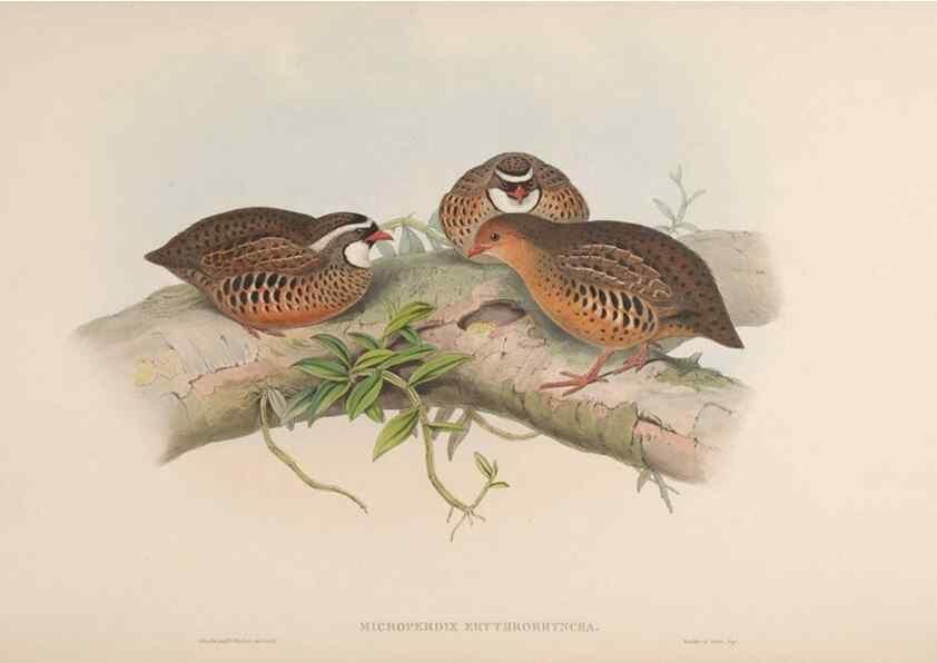 Reproducción/Reproduction 48630763526: Birds of Asia / by John Gould.. London :Printed by Taylor and Francis, pub. by the author,1850-1883.. 