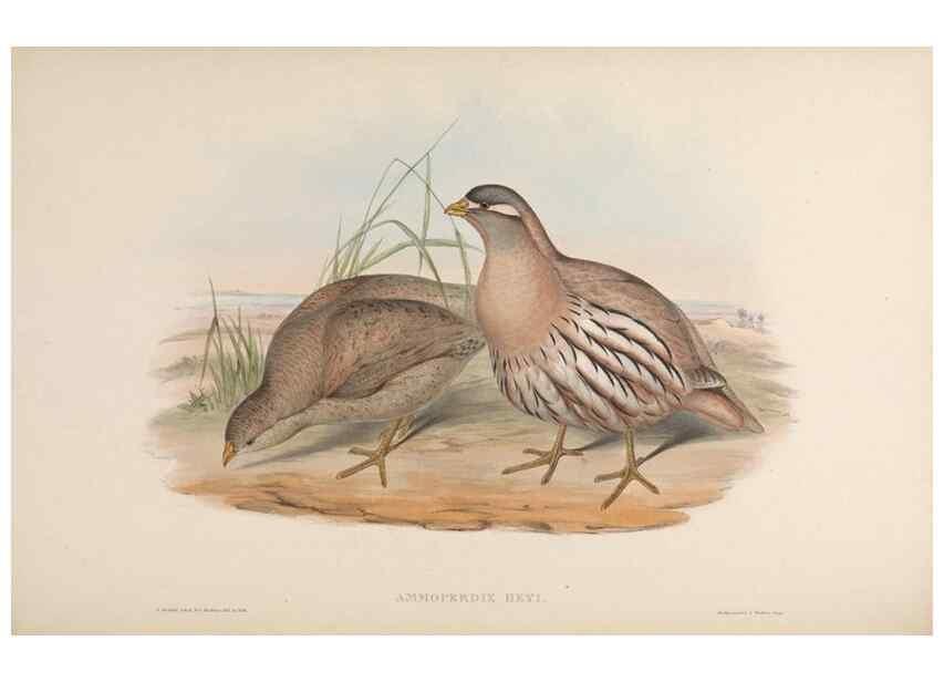 Reproducción/Reproduction 48630762996: Birds of Asia / by John Gould.. London :Printed by Taylor and Francis, pub. by the author,1850-1883.. 