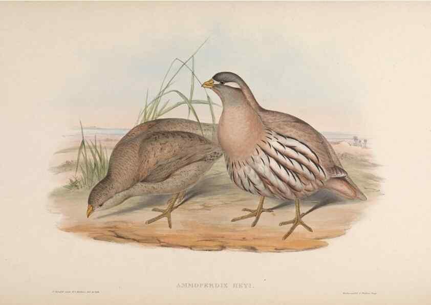 Reproducción/Reproduction 48630762996: Birds of Asia / by John Gould.. London :Printed by Taylor and Francis, pub. by the author,1850-1883.. 