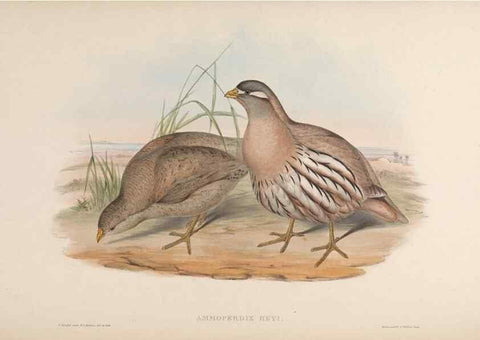Reproducción/Reproduction 48630762996: Birds of Asia / by John Gould.. London :Printed by Taylor and Francis, pub. by the author,1850-1883.. 