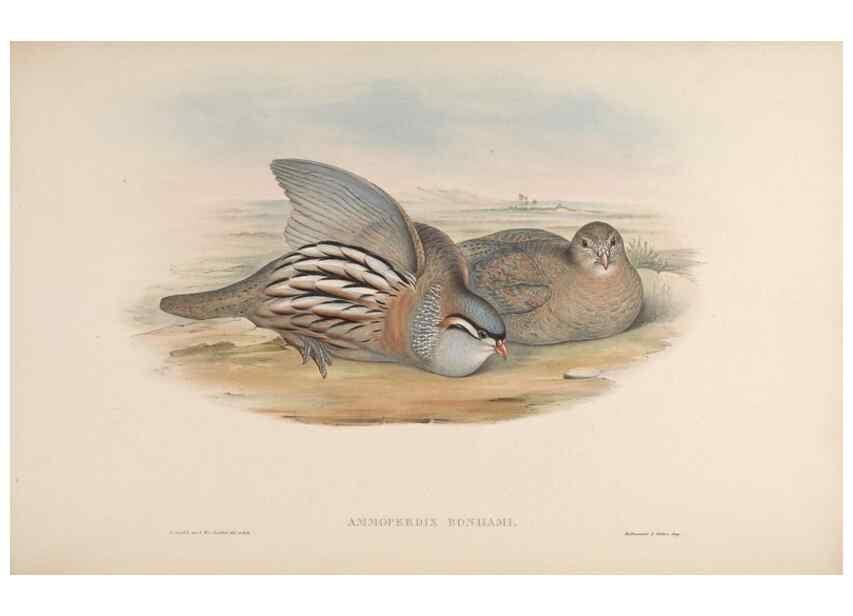 Reproducción/Reproduction 48630408588: Birds of Asia / by John Gould.. London :Printed by Taylor and Francis, pub. by the author,1850-1883.. 