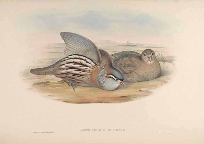 Reproducción/Reproduction 48630408588: Birds of Asia / by John Gould.. London :Printed by Taylor and Francis, pub. by the author,1850-1883.. 