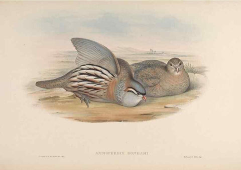 Reproducción/Reproduction 48630408588: Birds of Asia / by John Gould.. London :Printed by Taylor and Francis, pub. by the author,1850-1883.. 