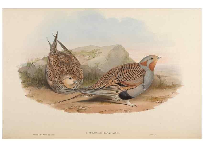 Reproducción/Reproduction 48630669252: Birds of Asia / by John Gould.. London :Printed by Taylor and Francis, pub. by the author,1850-1883.. 