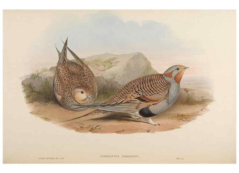 Reproducción/Reproduction 48630669252: Birds of Asia / by John Gould.. London :Printed by Taylor and Francis, pub. by the author,1850-1883.. 
