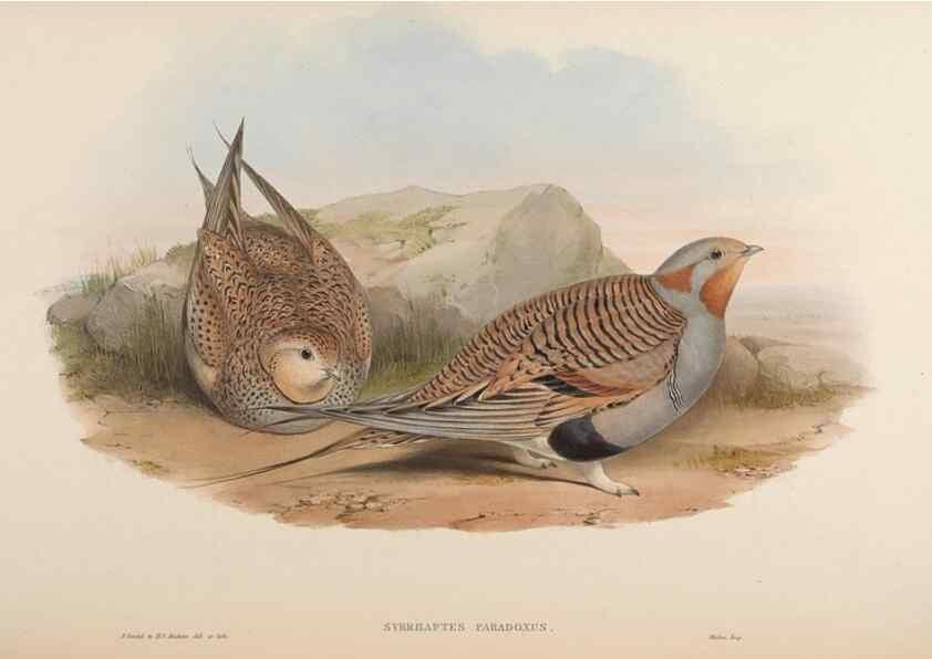 Reproducción/Reproduction 48630669252: Birds of Asia / by John Gould.. London :Printed by Taylor and Francis, pub. by the author,1850-1883.. 