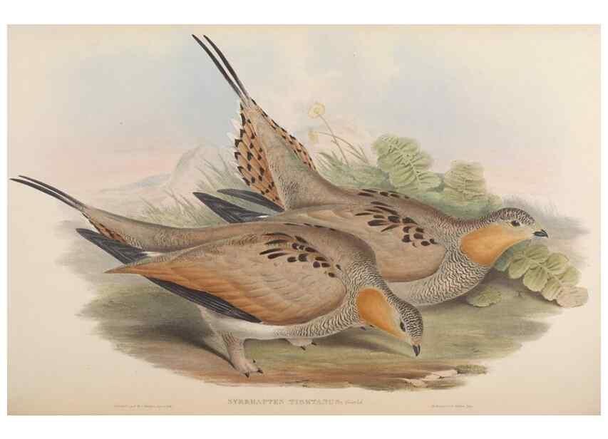 Reproducción/Reproduction 48630518211: Birds of Asia / by John Gould.. London :Printed by Taylor and Francis, pub. by the author,1850-1883.. 