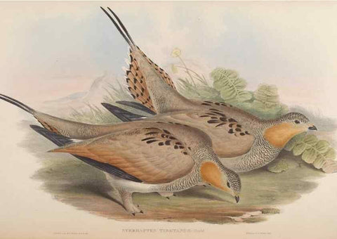 Reproducción/Reproduction 48630518211: Birds of Asia / by John Gould.. London :Printed by Taylor and Francis, pub. by the author,1850-1883.. 