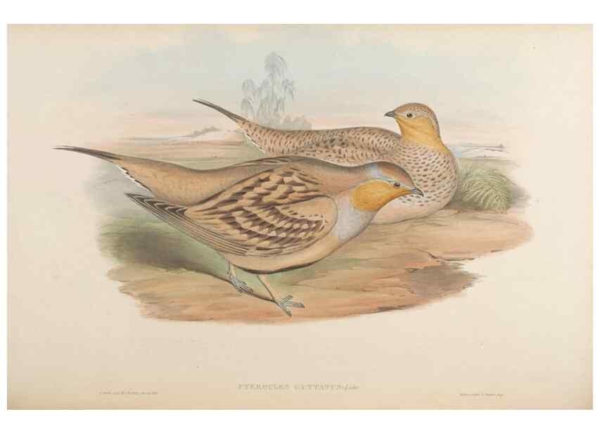 Reproducción/Reproduction 48630518796: Birds of Asia / by John Gould.. London :Printed by Taylor and Francis, pub. by the author,1850-1883.. 