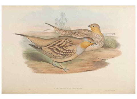 Reproducción/Reproduction 48630518796: Birds of Asia / by John Gould.. London :Printed by Taylor and Francis, pub. by the author,1850-1883.. 