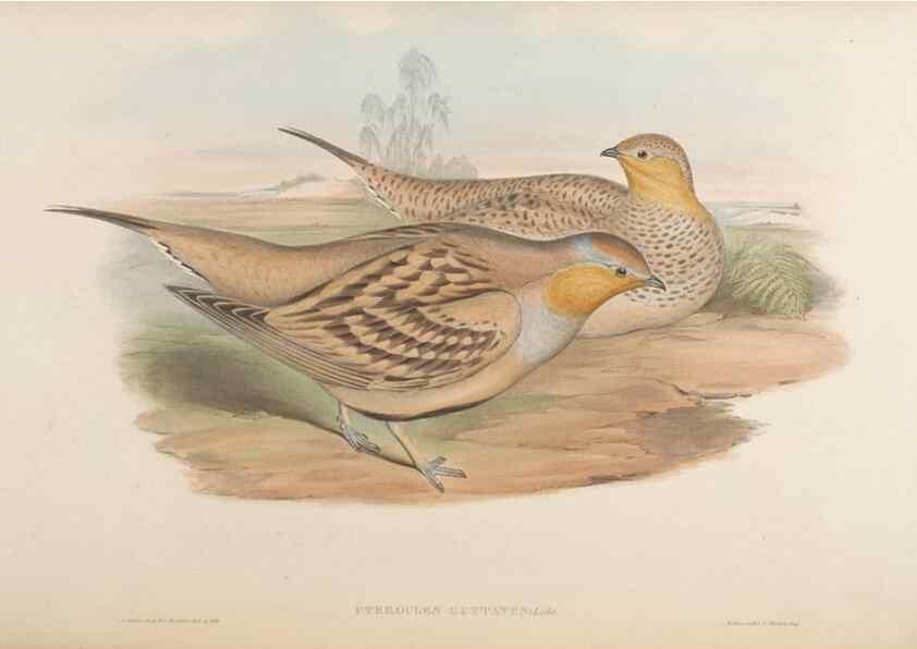 Reproducción/Reproduction 48630518796: Birds of Asia / by John Gould.. London :Printed by Taylor and Francis, pub. by the author,1850-1883.. 