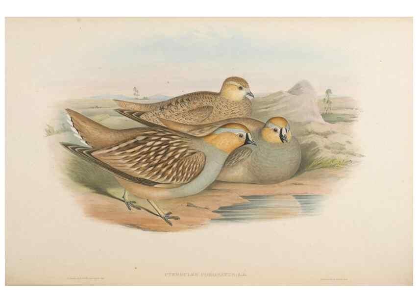 Reproducción/Reproduction 48630519366: Birds of Asia / by John Gould.. London :Printed by Taylor and Francis, pub. by the author,1850-1883.. 