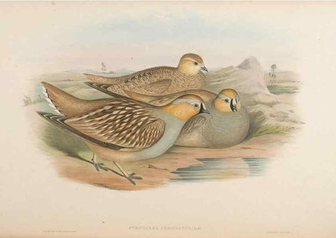 Reproducción/Reproduction 48630519366: Birds of Asia / by John Gould.. London :Printed by Taylor and Francis, pub. by the author,1850-1883.. 