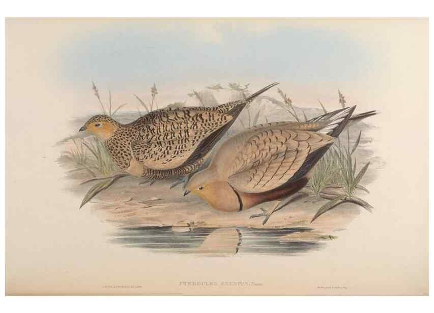 Reproducción/Reproduction 48630519961: Birds of Asia / by John Gould.. London :Printed by Taylor and Francis, pub. by the author,1850-1883.. 