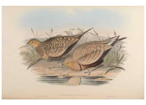 Reproducción/Reproduction 48630519961: Birds of Asia / by John Gould.. London :Printed by Taylor and Francis, pub. by the author,1850-1883.. 