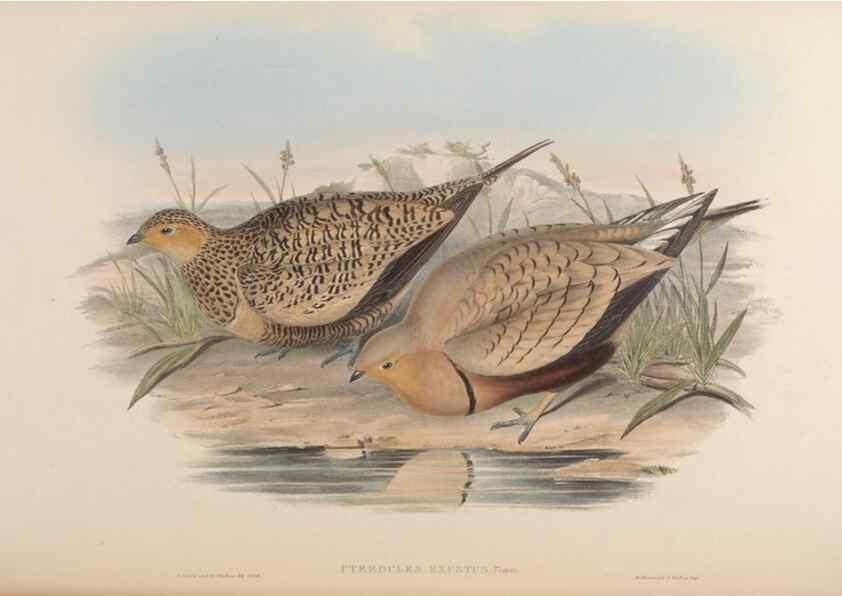 Reproducción/Reproduction 48630519961: Birds of Asia / by John Gould.. London :Printed by Taylor and Francis, pub. by the author,1850-1883.. 