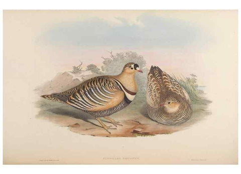 Reproducción/Reproduction 48630520486: Birds of Asia / by John Gould.. London :Printed by Taylor and Francis, pub. by the author,1850-1883.. 